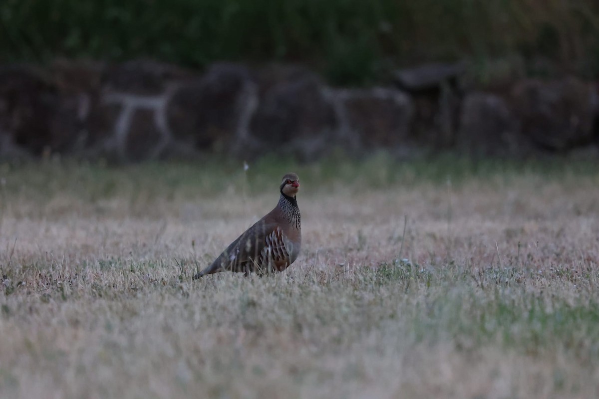 Red-legged Partridge - ML637642411