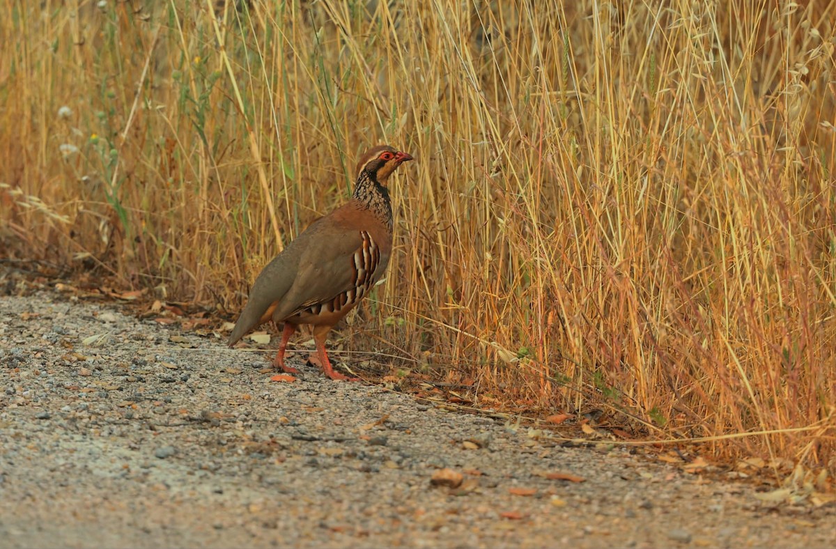 Red-legged Partridge - ML637642413