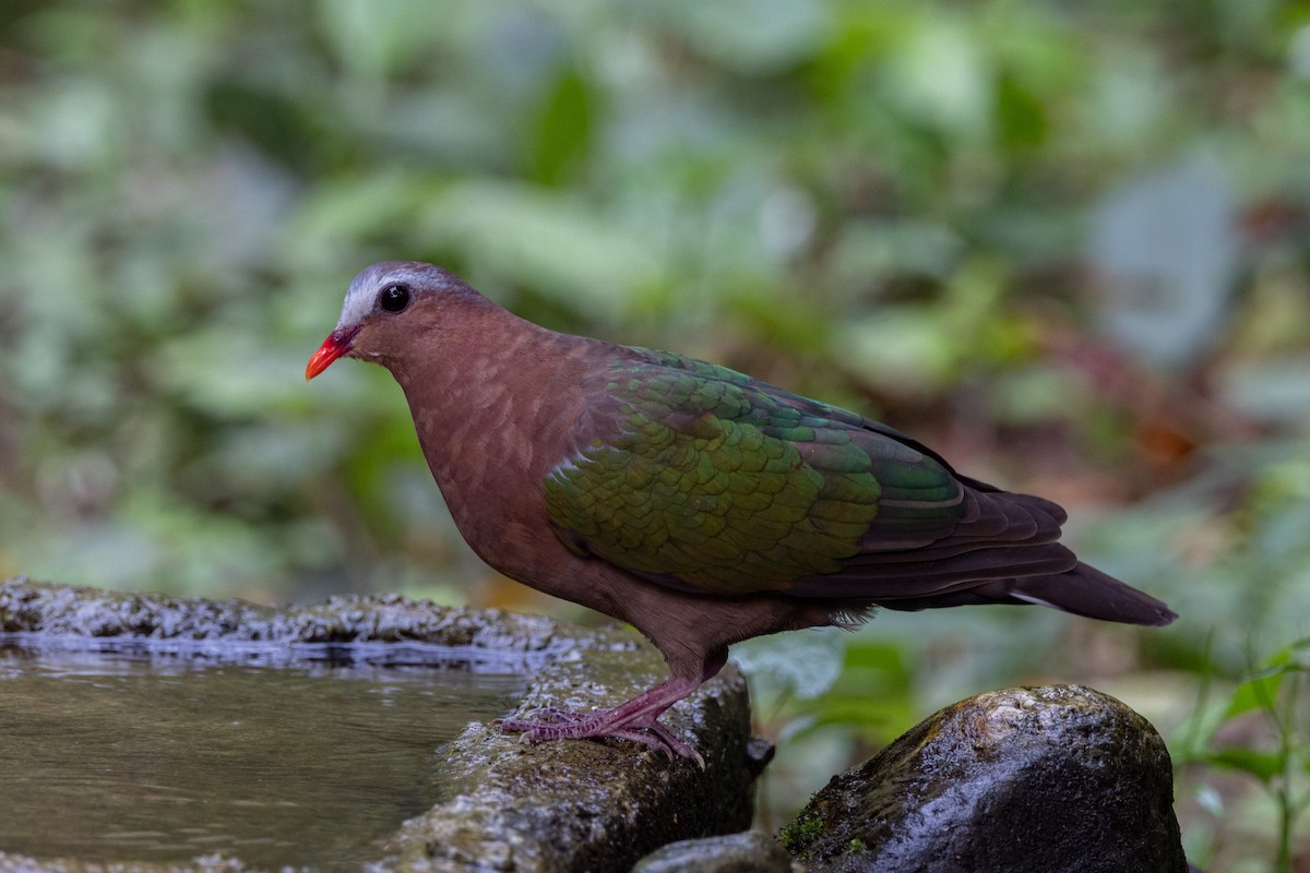 Asian Emerald Dove - ML637642415