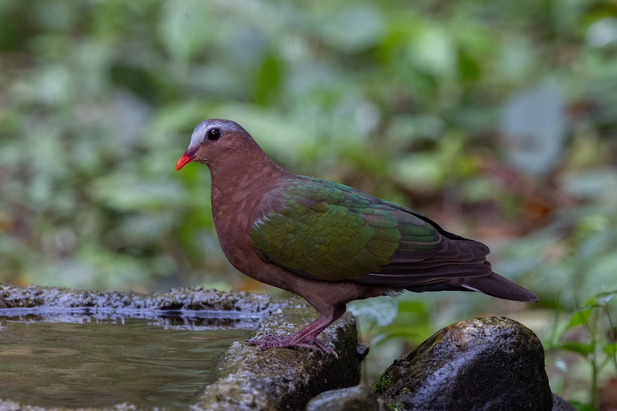 Asian Emerald Dove - ML637642416