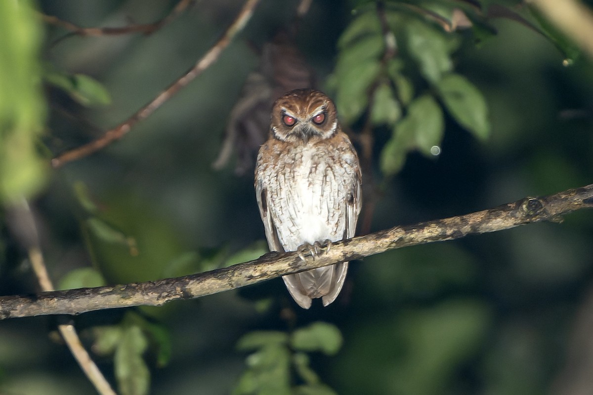 Puerto Rican Owl - ML637642428