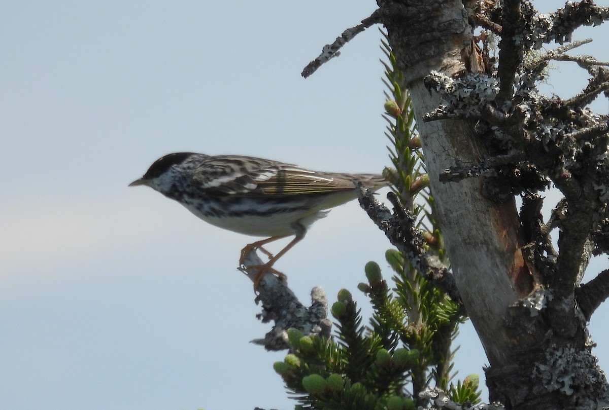 Blackpoll Warbler - ML637642452