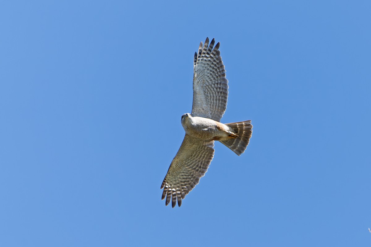 Ridgway's Hawk - ML637642456