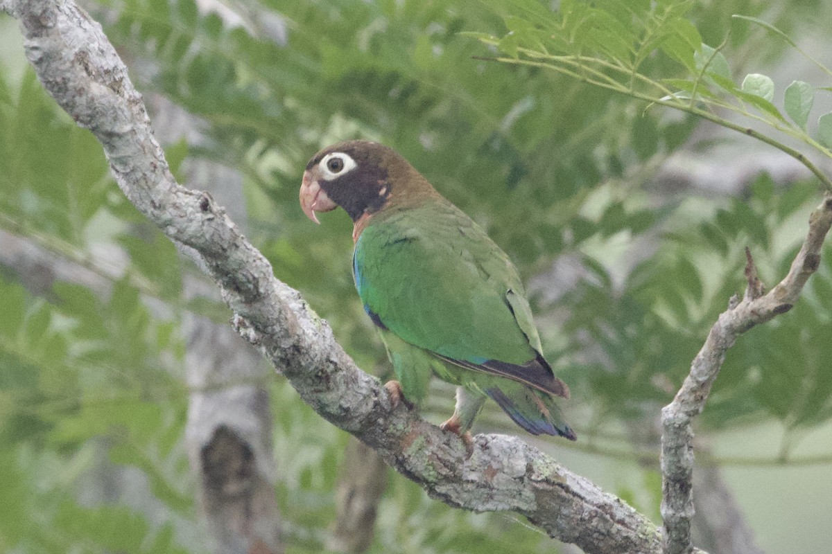 Brown-hooded Parrot - ML637642477