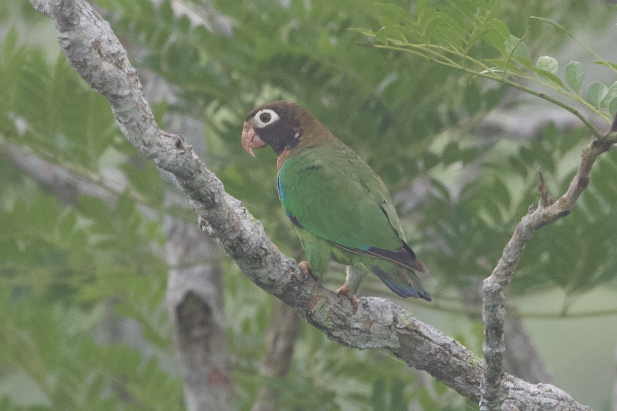 Brown-hooded Parrot - ML637642478