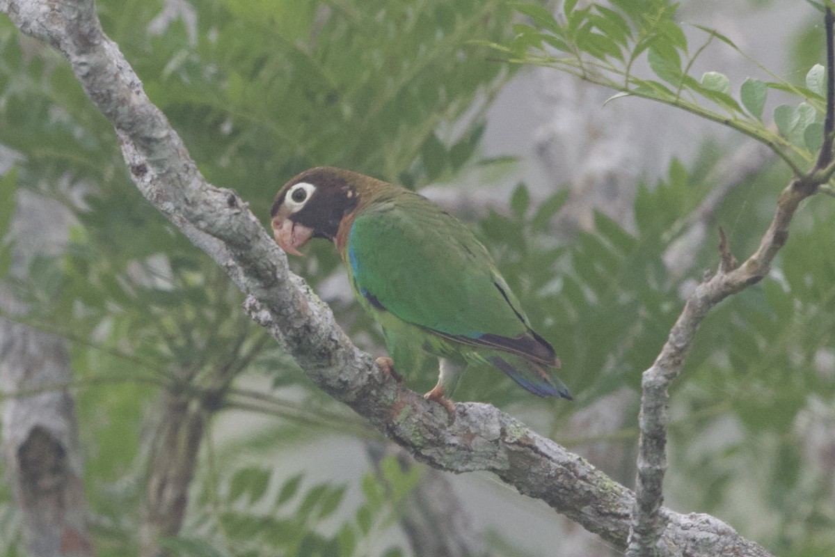 Brown-hooded Parrot - ML637642479