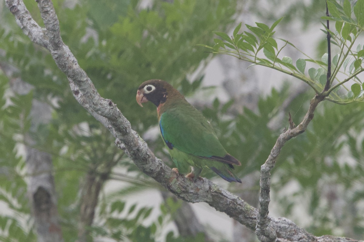 Brown-hooded Parrot - ML637642480