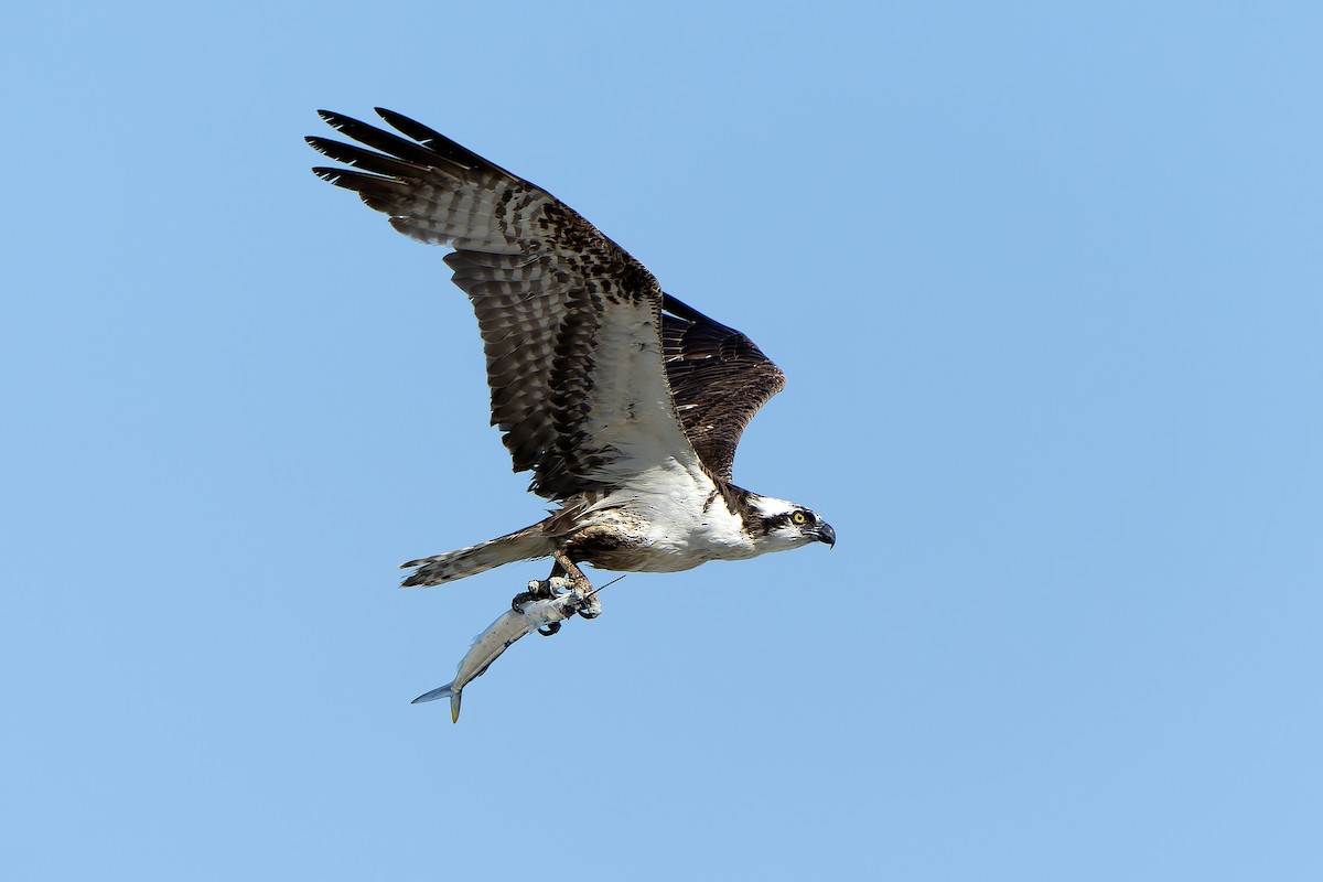 Osprey (American) - ML637642483