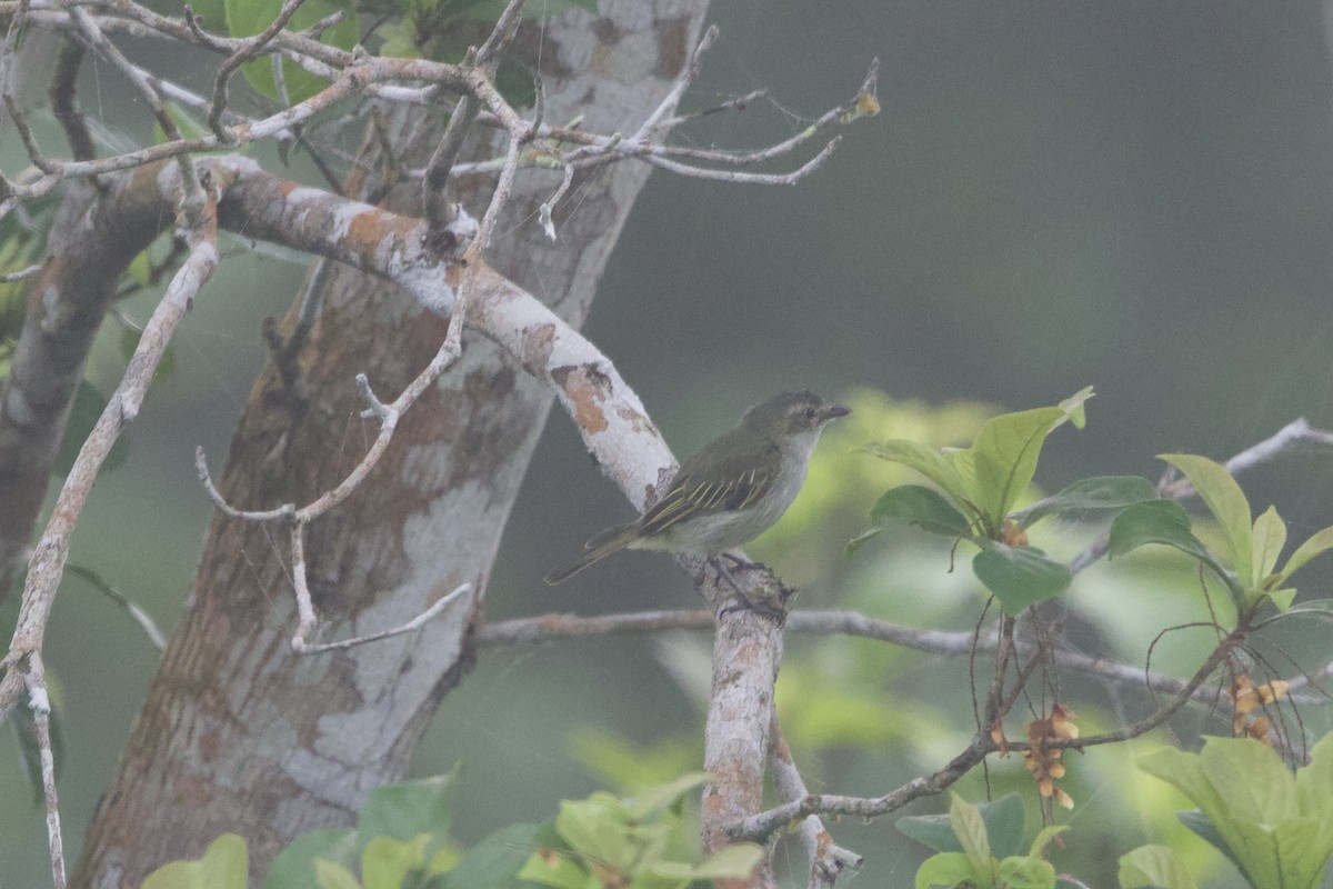 Mistletoe Tyrannulet - ML637642539