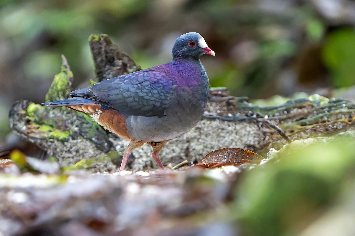 White-fronted Quail-Dove - ML637642547
