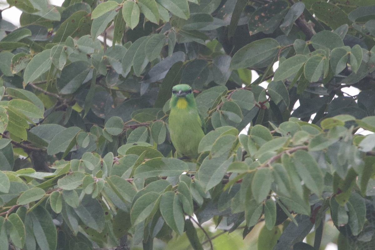 Green Shrike-Vireo - ML637642564