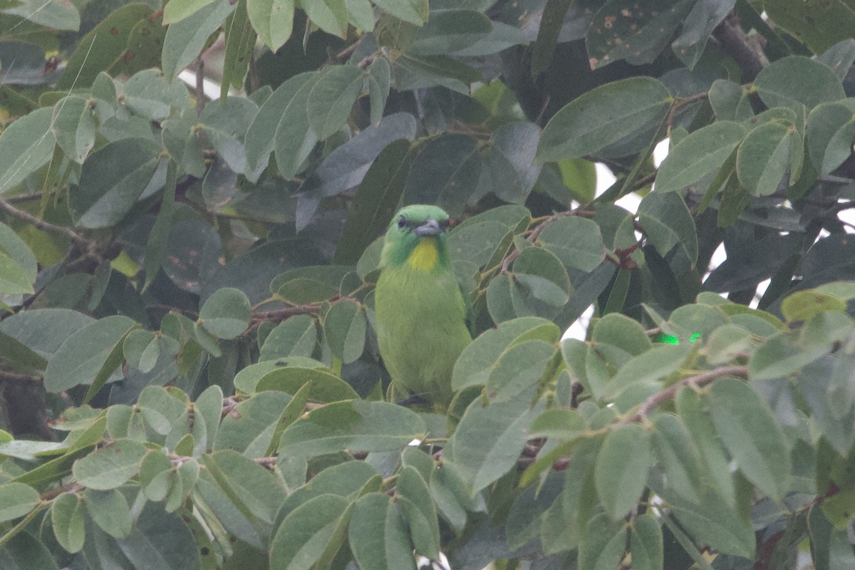 Green Shrike-Vireo - ML637642565
