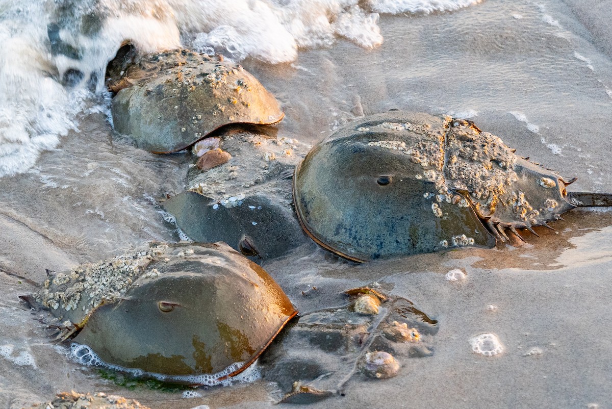 Horseshoe Crab - ML637642568