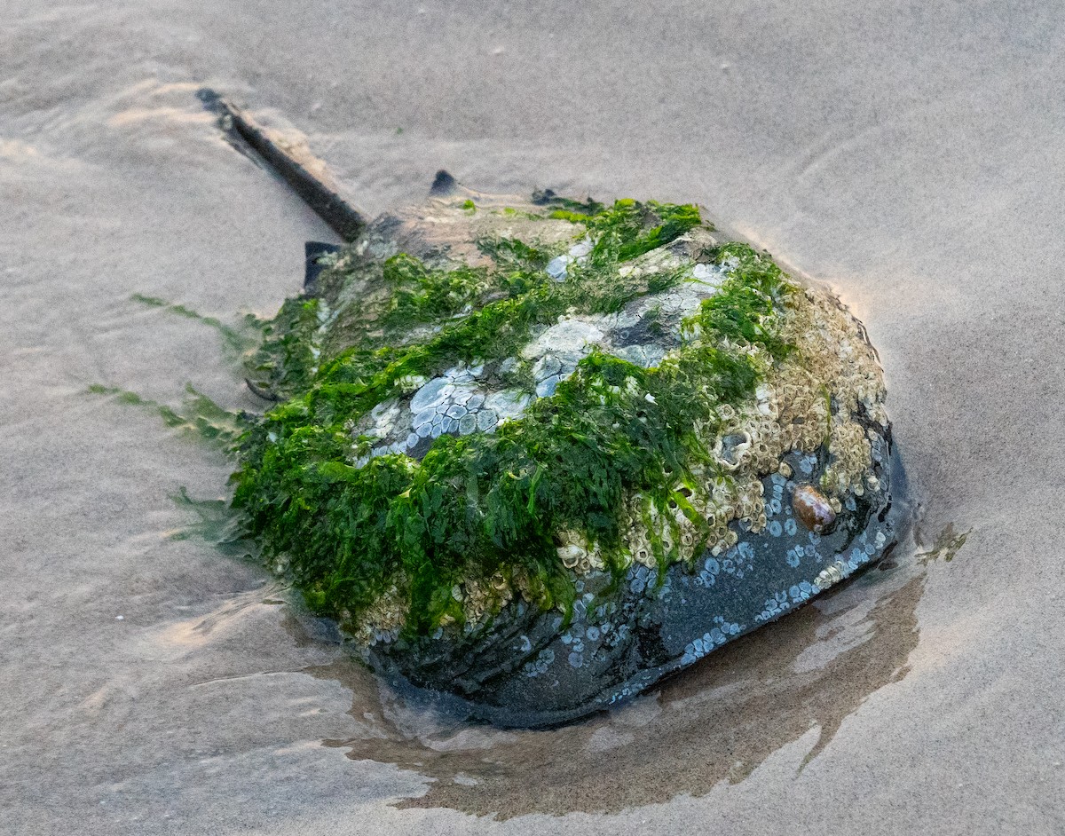 Horseshoe Crab - ML637642571