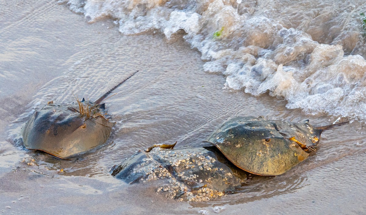 Horseshoe Crab - ML637642572