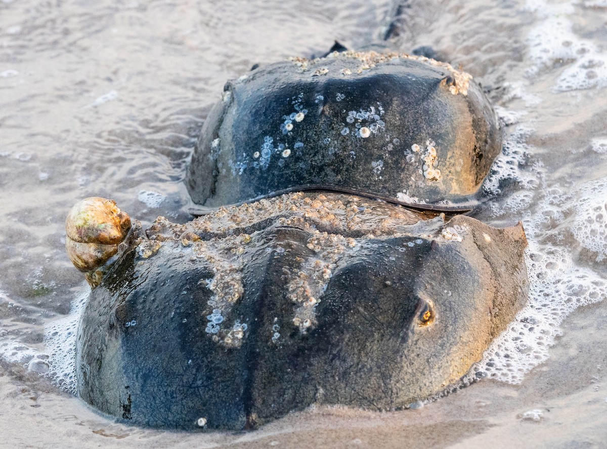 Horseshoe Crab - ML637642573