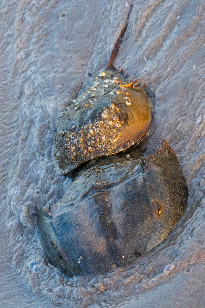 Horseshoe Crab - ML637642575
