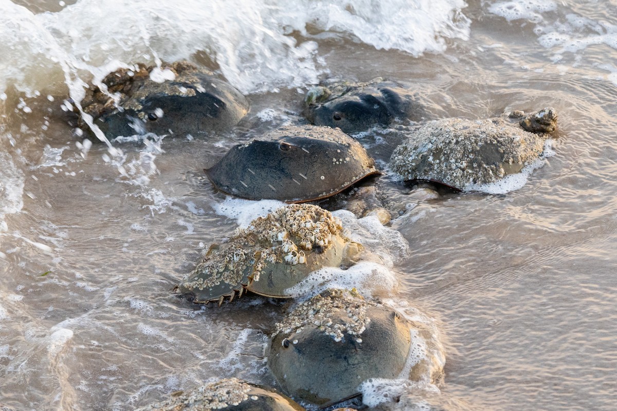 Horseshoe Crab - ML637642576