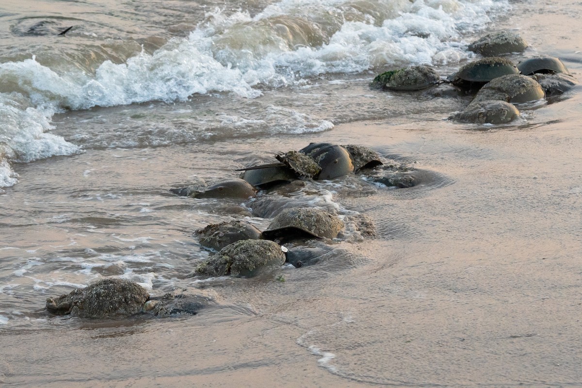 Horseshoe Crab - ML637642577