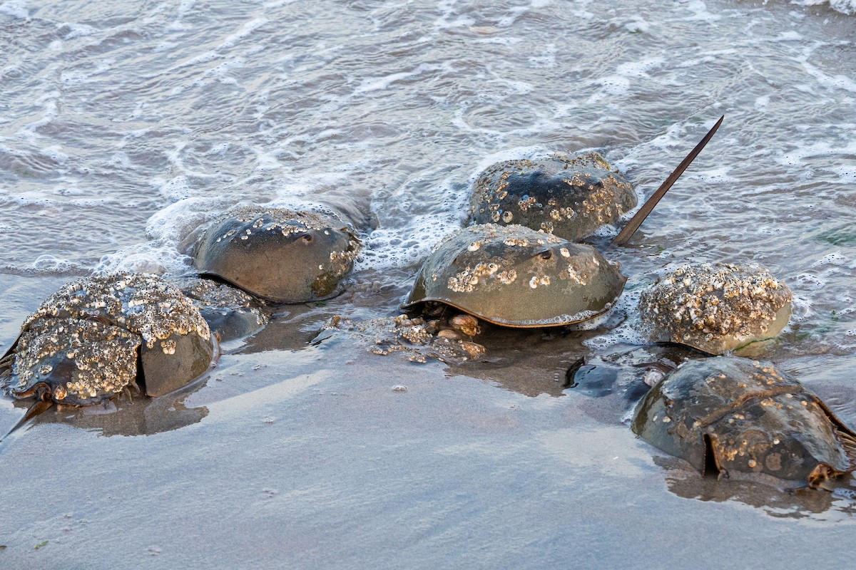 Horseshoe Crab - ML637642578