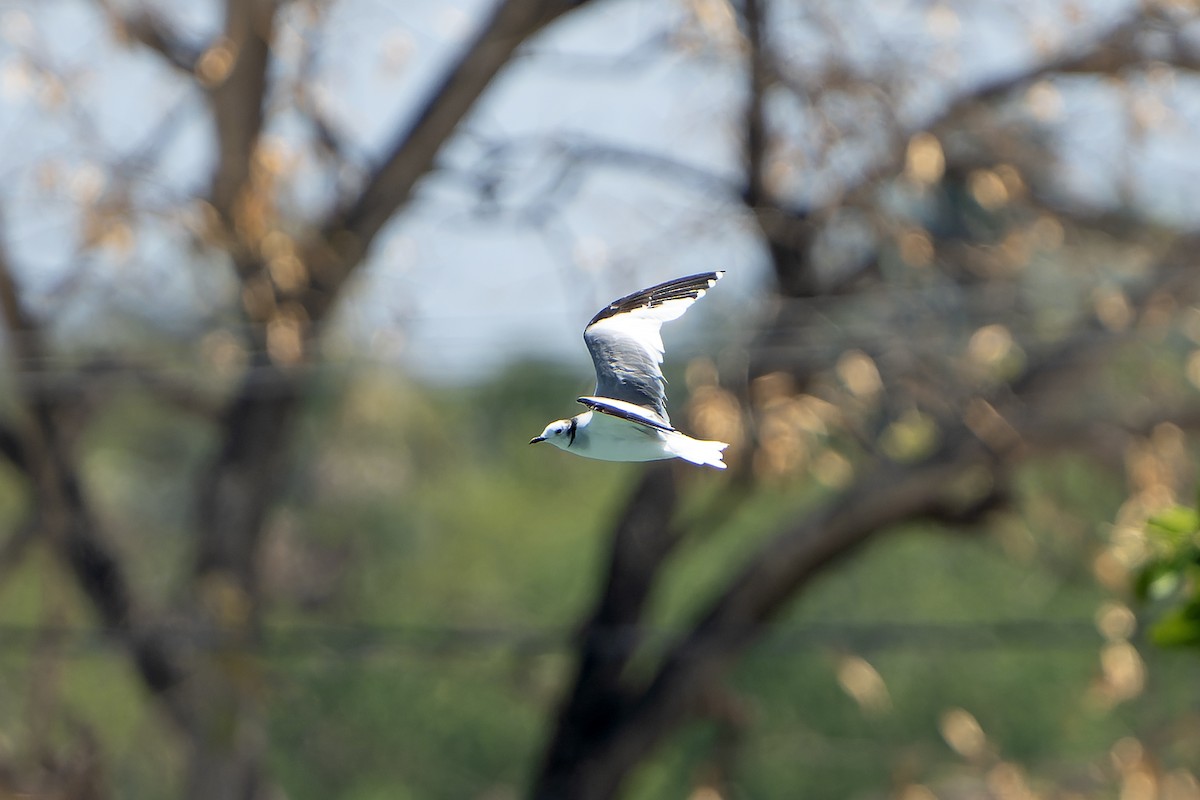 Sabine's Gull - ML637642605