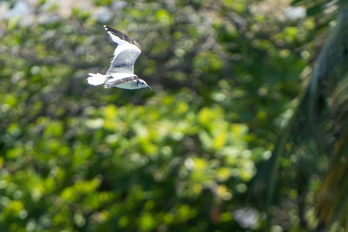 Sabine's Gull - ML637642606