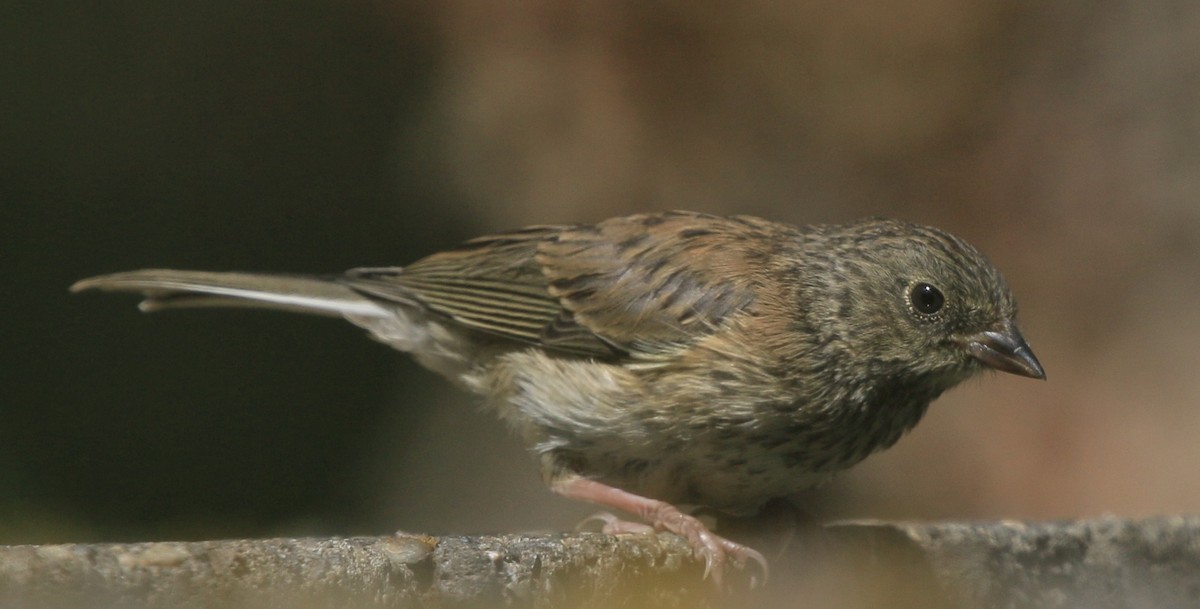 Dark-eyed Junco - ML637642611