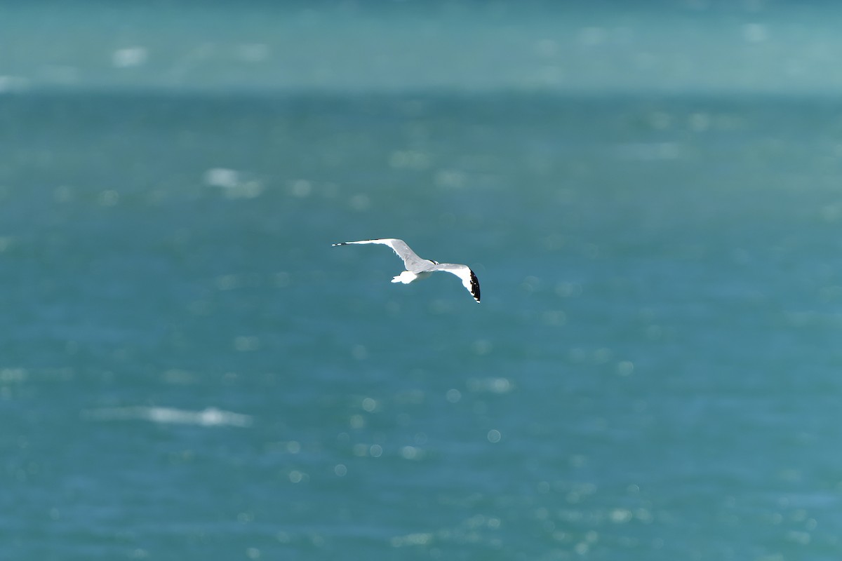 Sabine's Gull - ML637642615