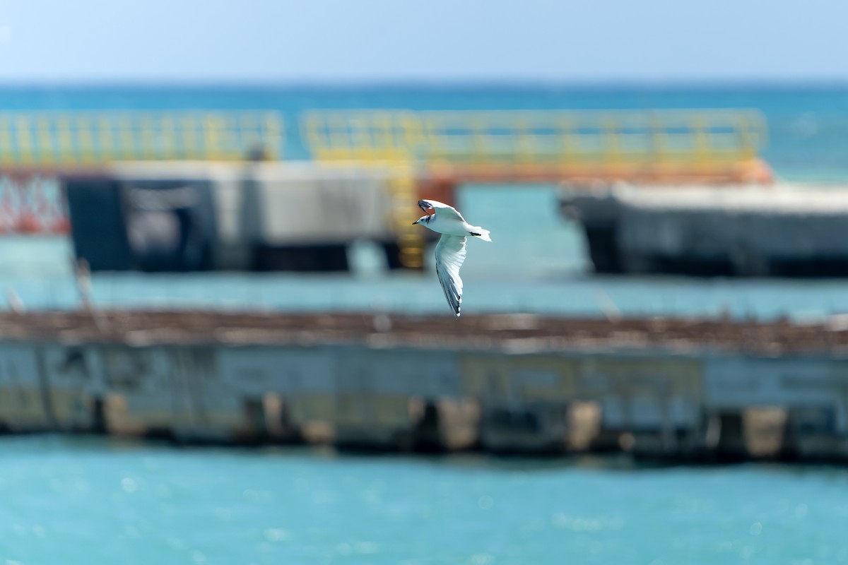 Sabine's Gull - ML637642617