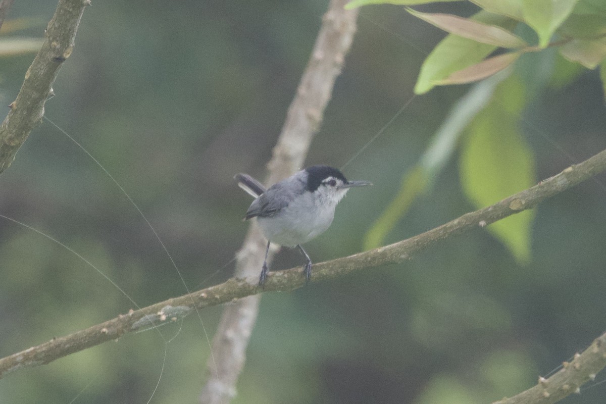 White-browed Gnatcatcher - ML637642621