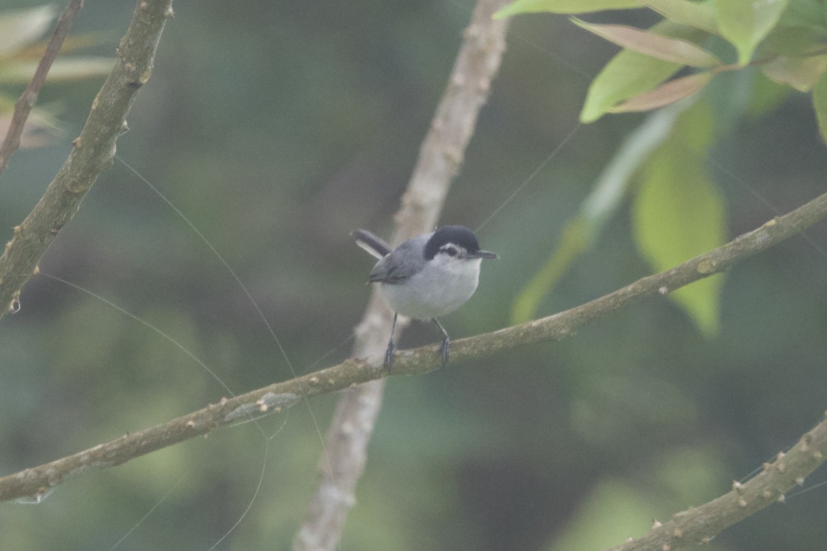 White-browed Gnatcatcher - ML637642622