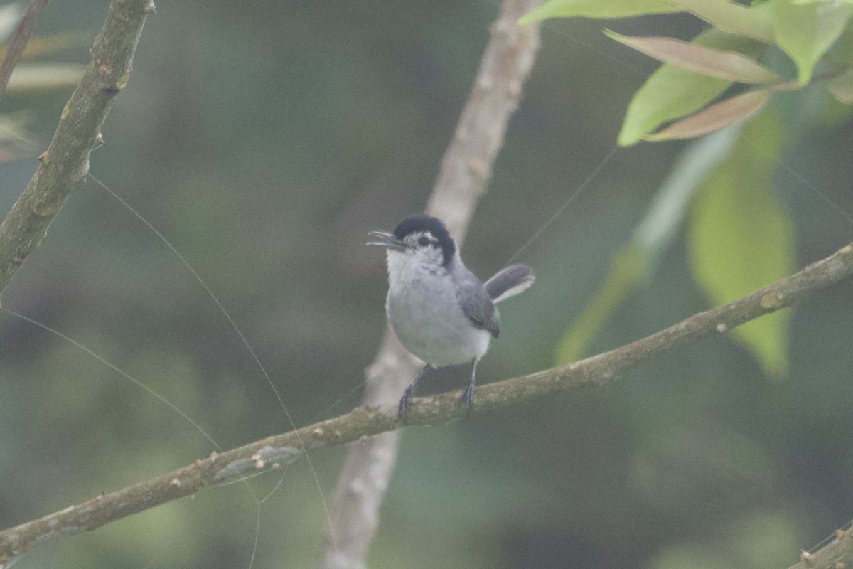 White-browed Gnatcatcher - ML637642623