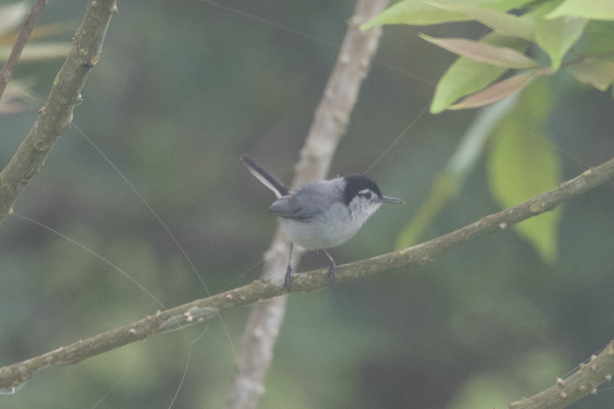 White-browed Gnatcatcher - ML637642624