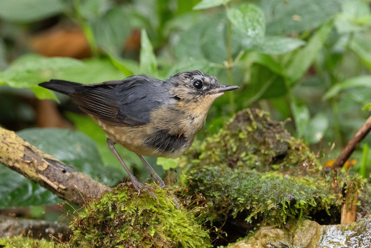 Firethroat - ML637642641
