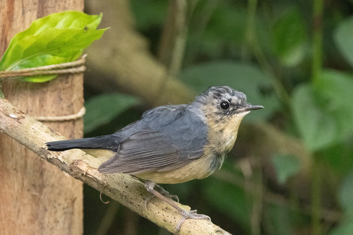 Firethroat - ML637642644