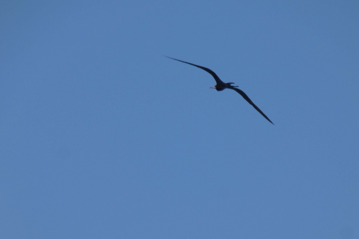 Prachtfregattvogel - ML637642654