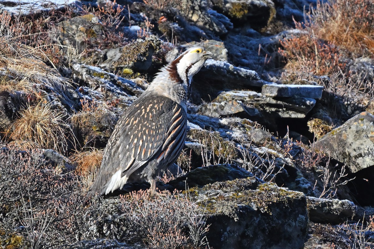 Himalayan Snowcock - ML637642657