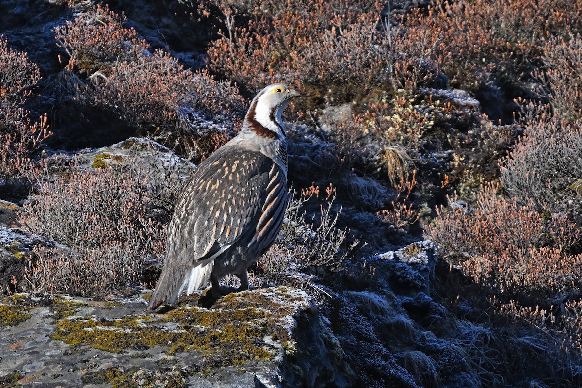 Himalayan Snowcock - ML637642658