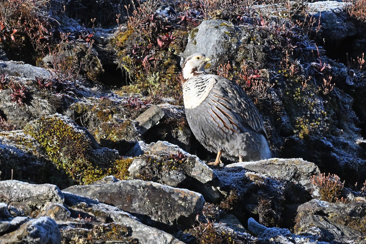 Himalayan Snowcock - ML637642660