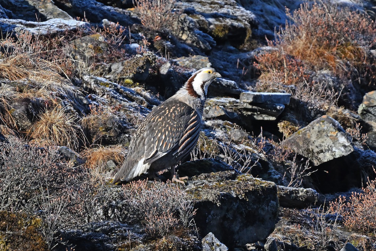 Himalayan Snowcock - ML637642661