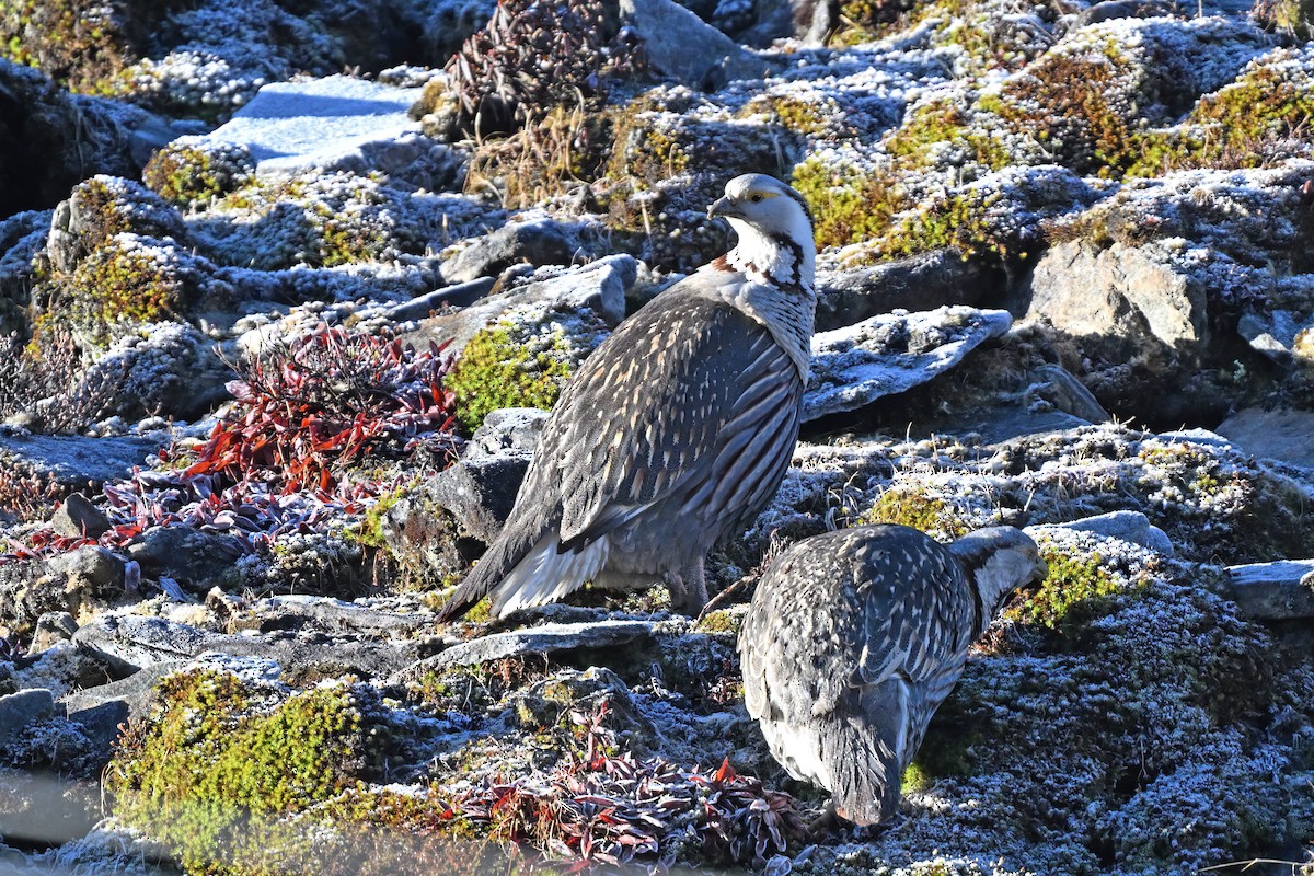 Himalayan Snowcock - ML637642662