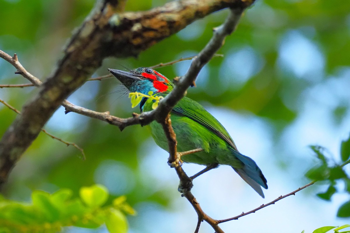Black-eared Barbet - ML637642668