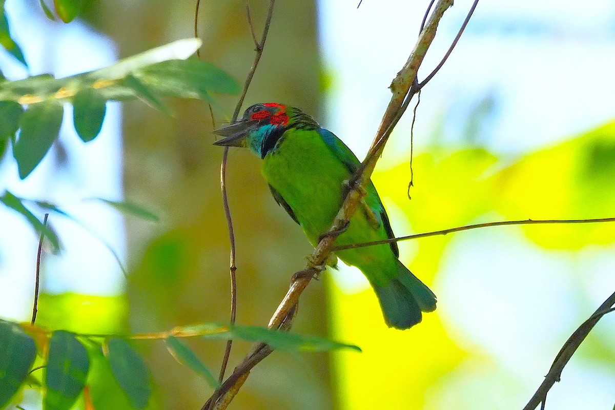 Black-eared Barbet - ML637642669