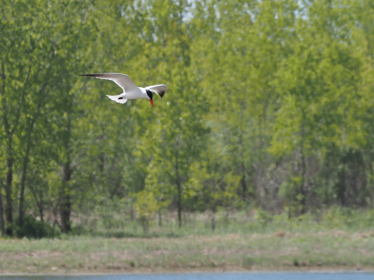 Caspian Tern - ML637642673