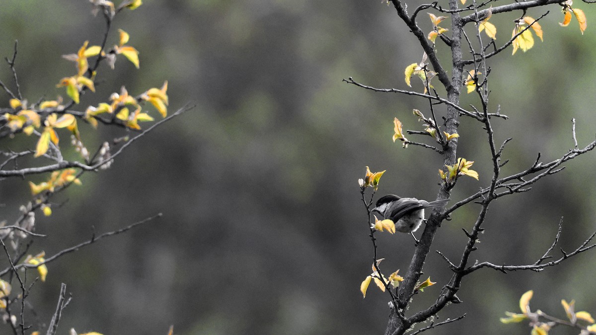 Sichuan Tit - ML637642696
