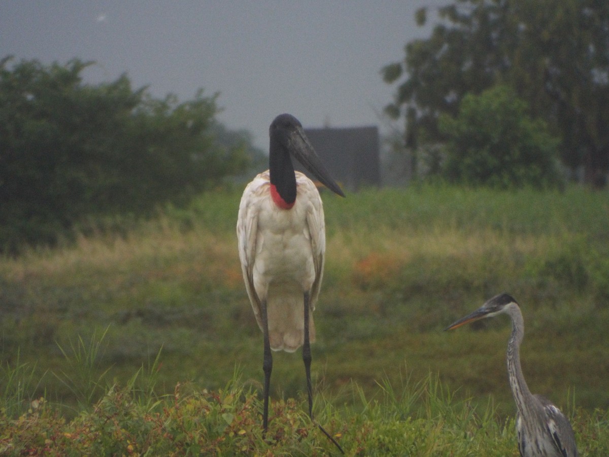 Jabiru - ML637642743