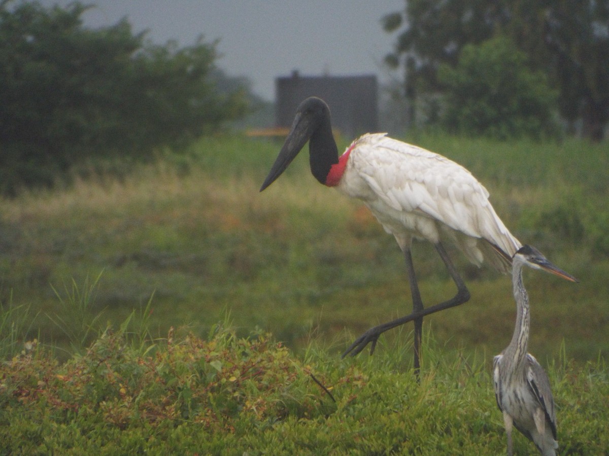 Jabiru - ML637642744