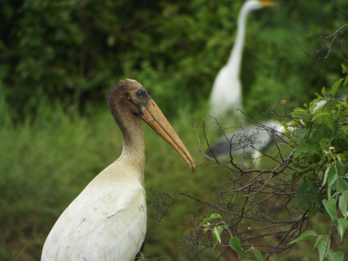 Wood Stork - ML637642757