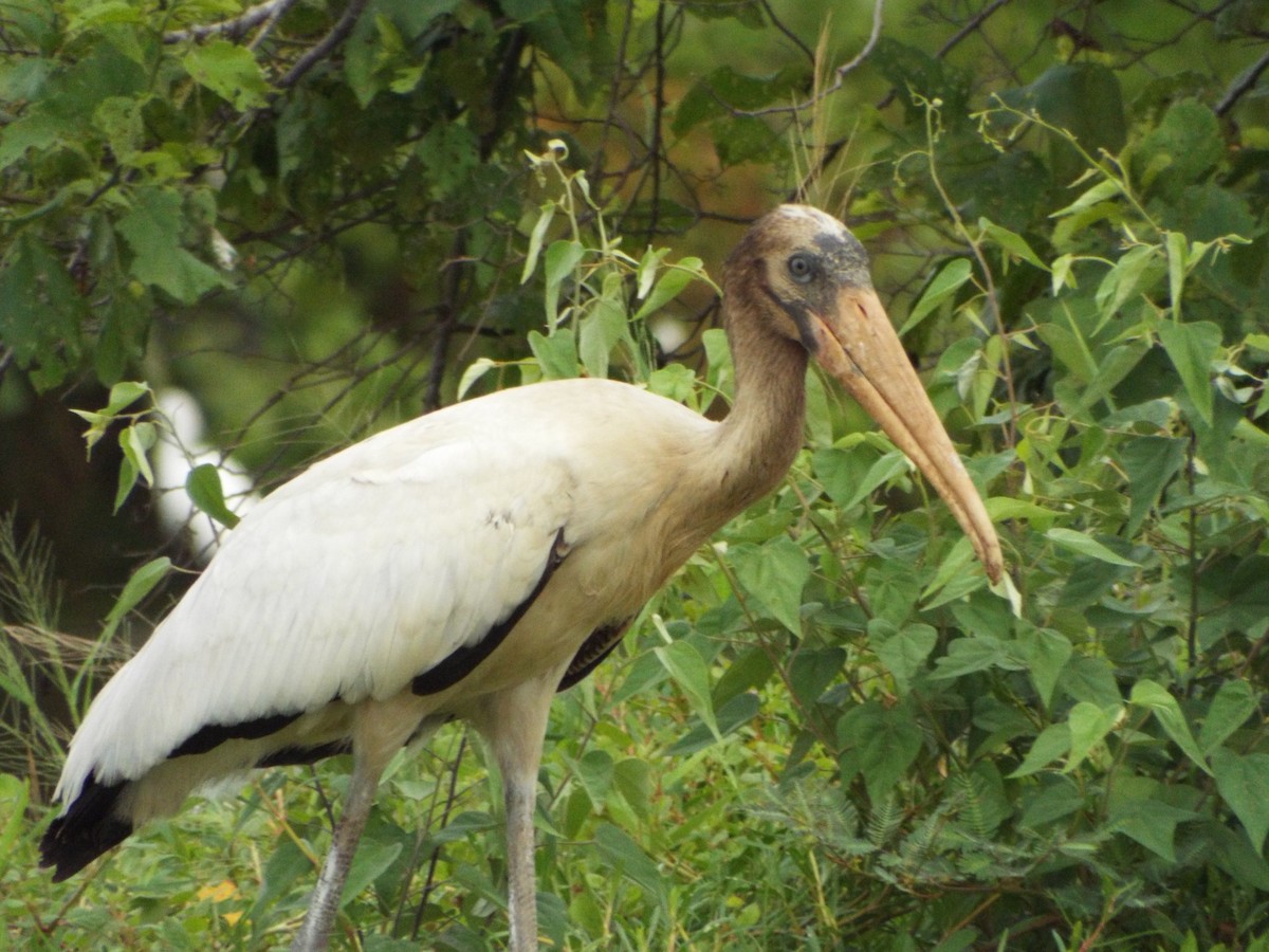 Wood Stork - ML637642758