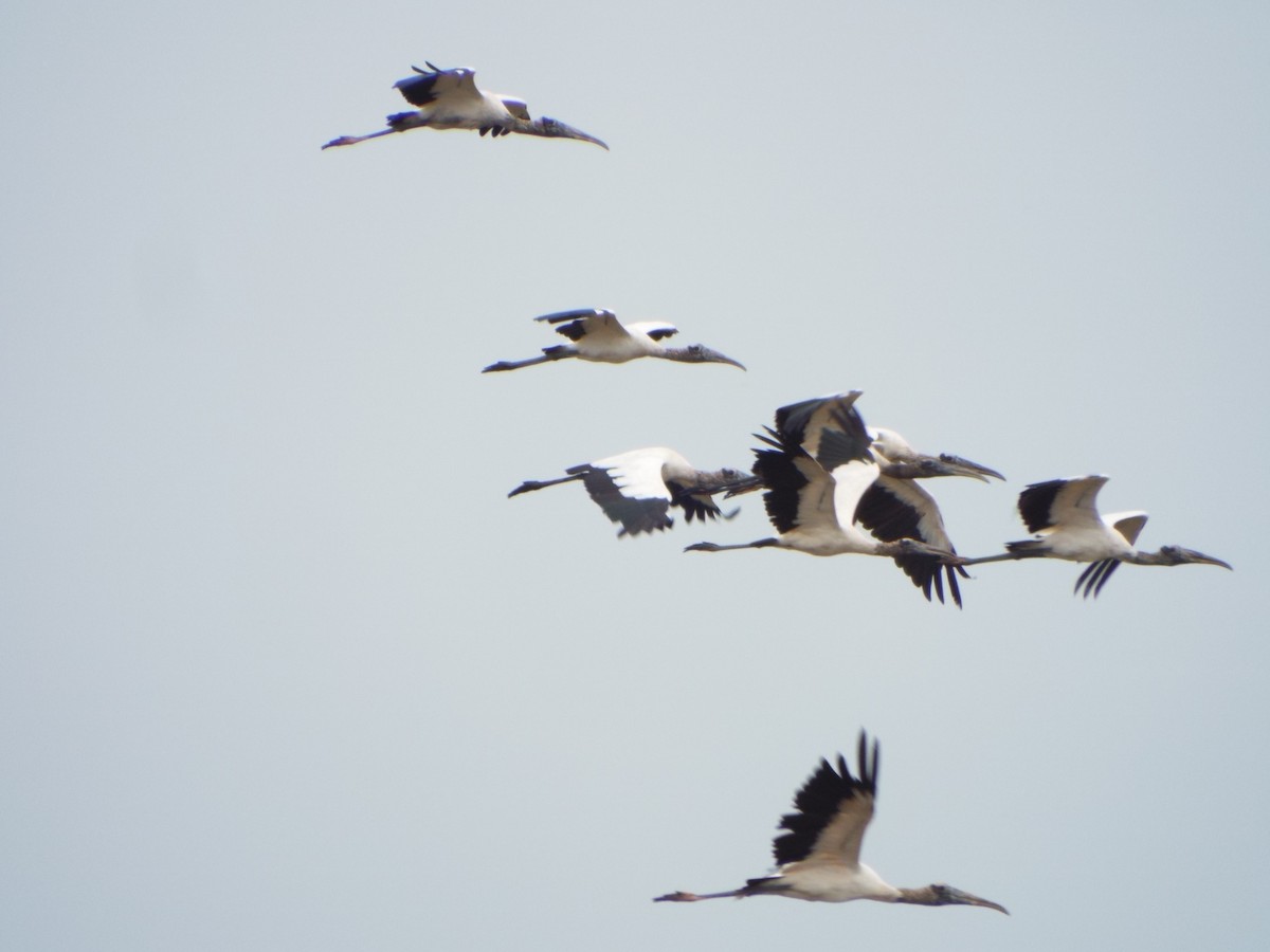 Wood Stork - ML637642759